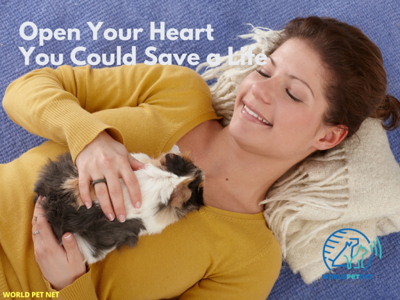 microchip and register a pet; it is your friend - you could save a life